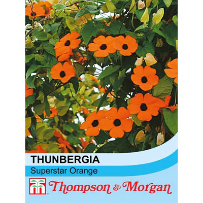 Image of Thompson & Morgan Thunbergia Alata Superstar Orange 1 Seed Packet (12 Seeds)