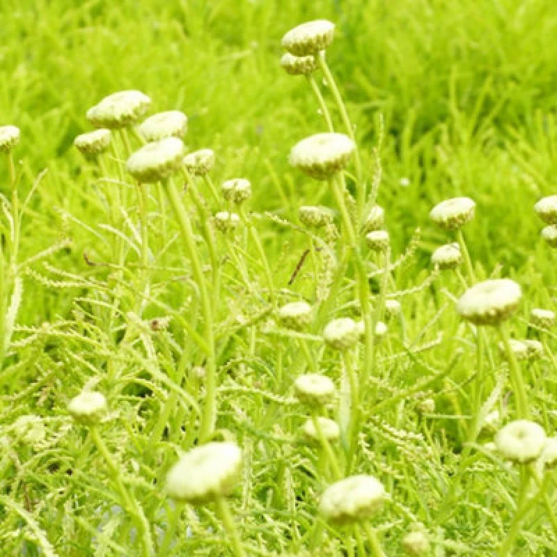 Image of Thompson & Morgan Santolina Rosmarinifolia Lemon Fizz 9Cm Potted Plant X 3