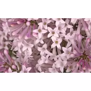 Image of Thompson & Morgan Thompson and Morgan Weigela 'Towers of Flowers' Duo - 2 Plants