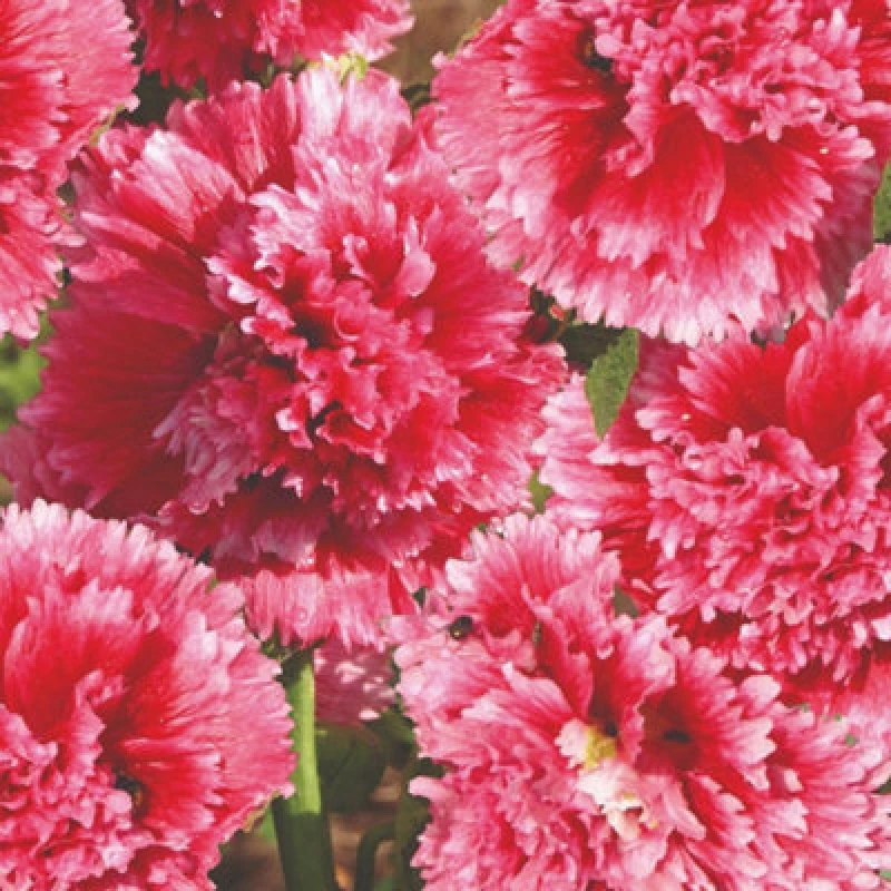 Image of Thompson & Morgan Hollyhock Fiesta Time Dwarf Cerise Pink Double Bloom Seeds - Quick Flowering Perennial Cottage Garden Borders Patio - 30 Seeds