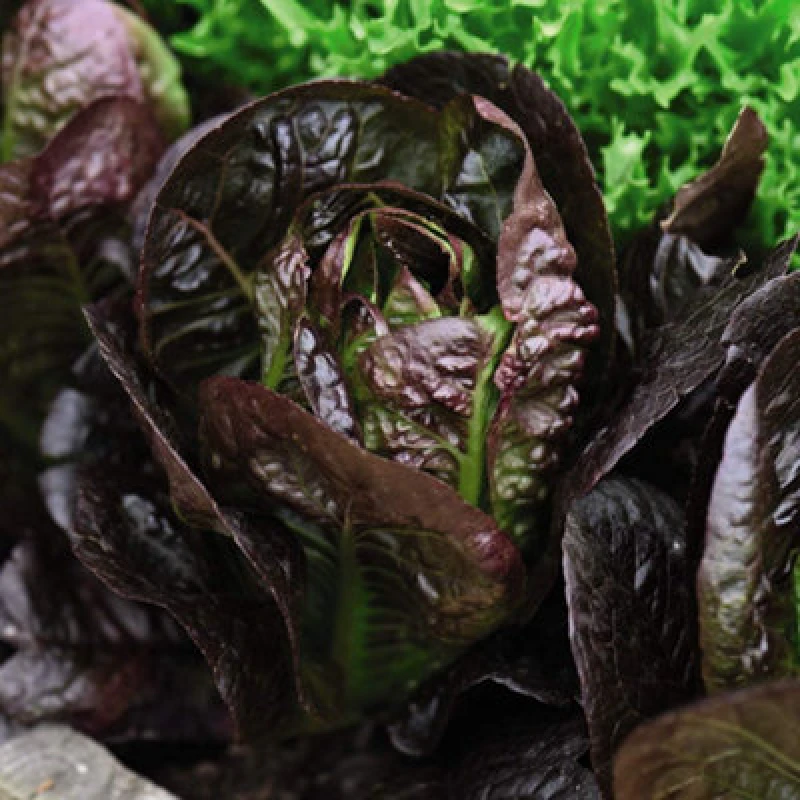 Image of Thompson & Morgan Lettuce Moonred 1 Seed Packet (200 Seeds)