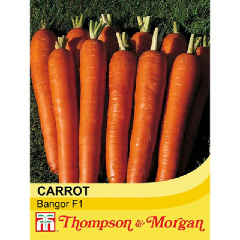 Image of Thompson & Morgan Carrot Bangor F1 Hybrid 1 Seed Packet (450 Seeds)