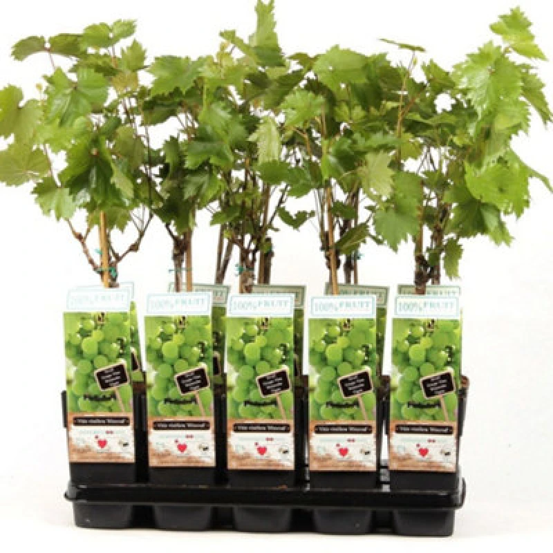 Image of Thompson & Morgan Vitis (Grape) Himrod 15Cm Potted Plant X 1