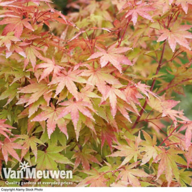 Image of Thompson & Morgan Acer Palmatum Sango-Kaku 10.5Cm Potted Plant X 1