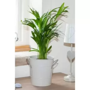 Image of Areca 40cm Palm Plant