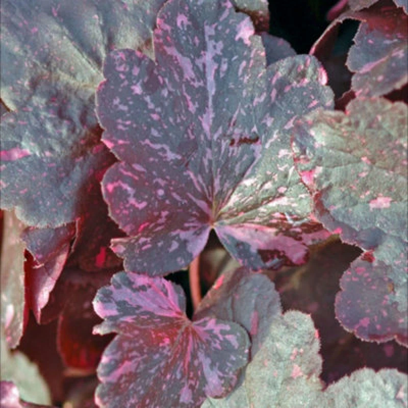 Image of Thompson & Morgan Heuchera Midnight Rose 9Cm Potted Plant X 1