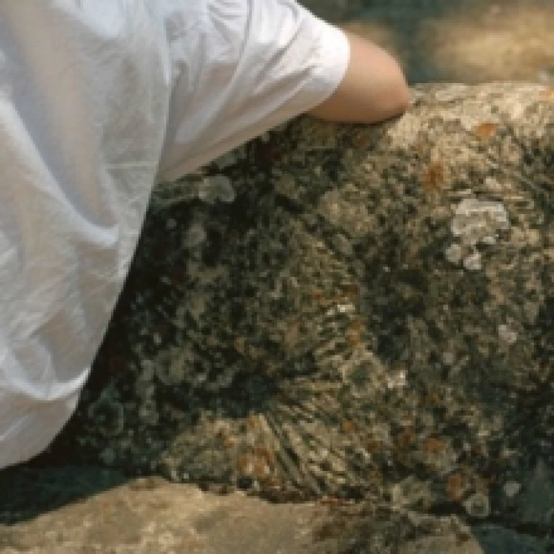 Image of Tender Membranes Vinyl