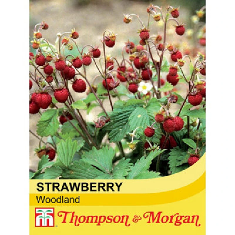 Image of Thompson & Morgan Strawberry Woodland 1 Seed Packet (80 Seeds)