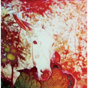 Image of Jerusalem In My Heart - If He Dies If If If If If If Vinyl