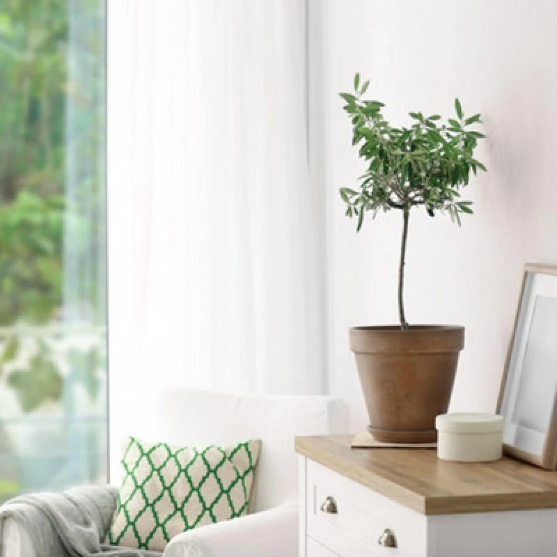 Image of Thompson & Morgan Olea (Olive) Europaea Std 18Cm Potted Plant X 1 + Grey Planter X 1