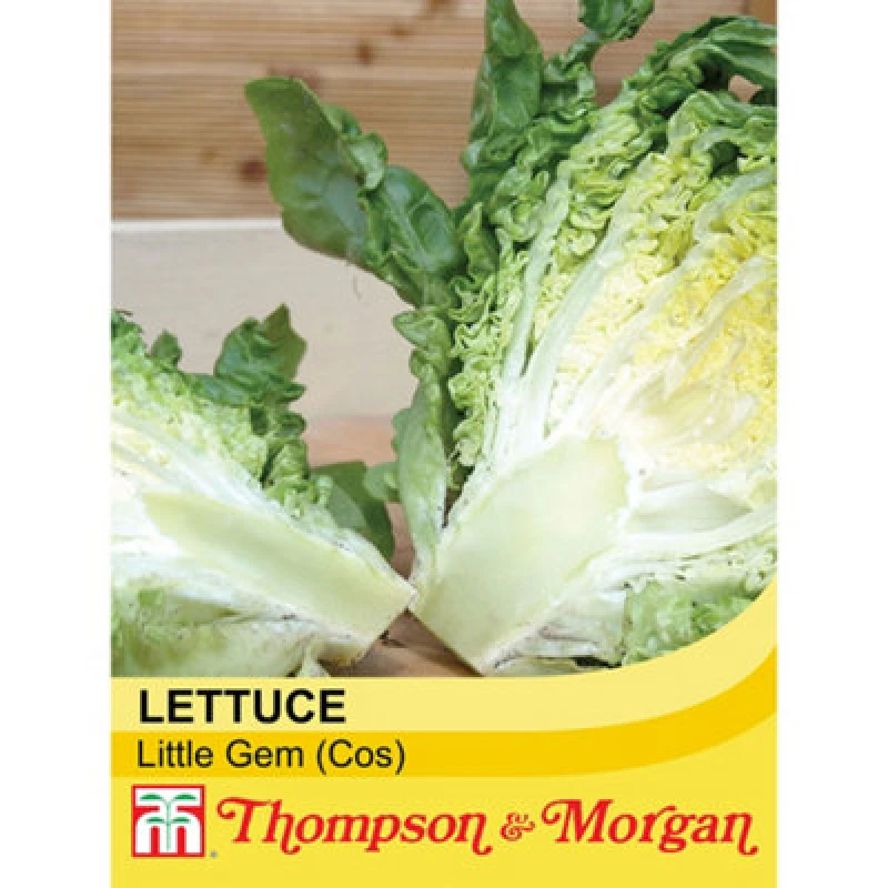 Image of Thompson & Morgan Lettuce (Romaine/cos) Little Gem 1 Seed Packet (1000 Seeds)