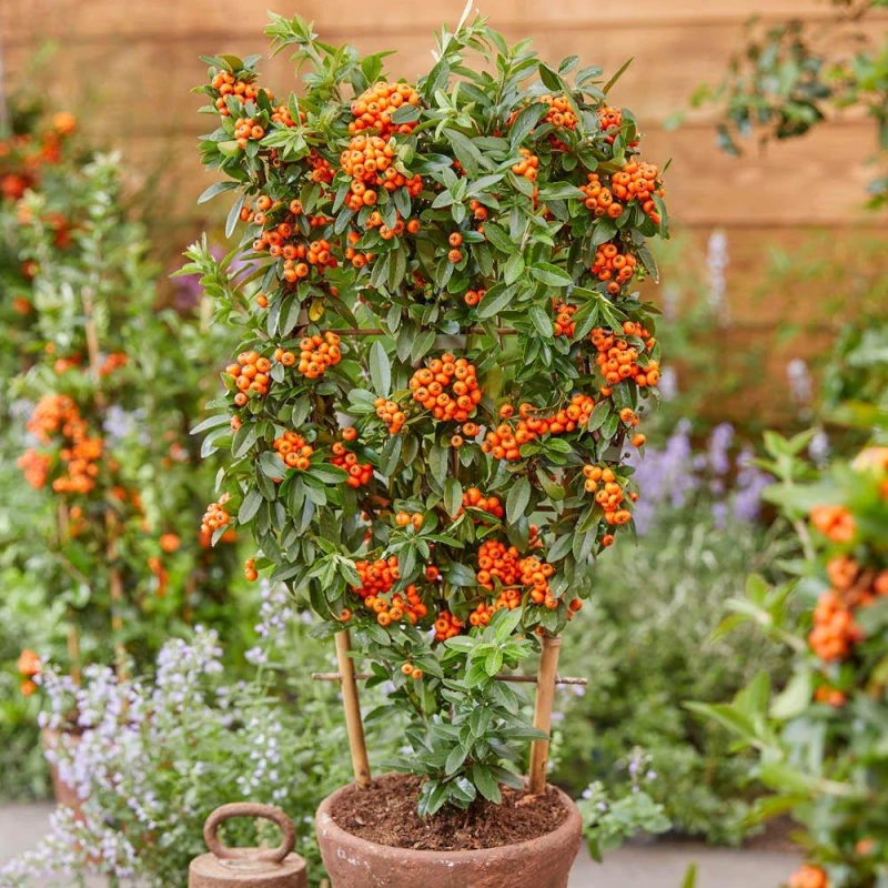 Image of YouGarden Pyracantha Orange Star (3 x 9cm Pots) Trees and Shrubs 3x9cm pots Multi 41958499000