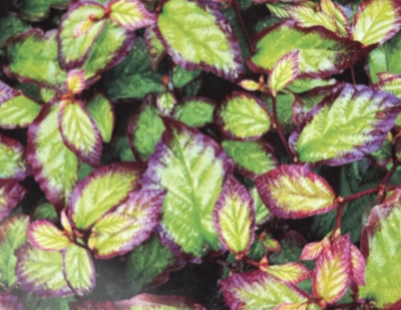 Image of Direct Plants Parrotia Persica Persian Spire Ironwood Tree 2-3ft Supplied In A 3 Litre Pot