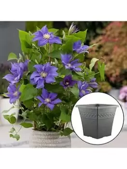 Image of Pair Of 'Olympia' Boulevard Clematis & Infinity Planter Pots