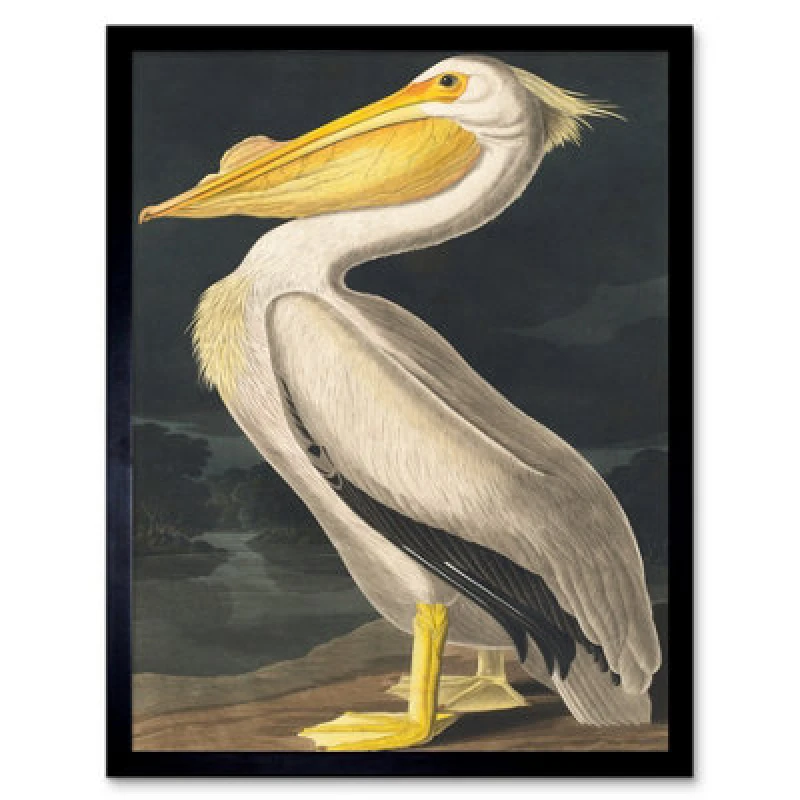 Image of Wee Blue Coo John James Audubon Style Pelican Bird Vintage 12X16" Framed Wall Art Print