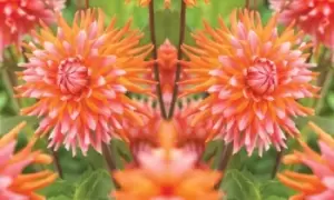 Image of Dahlia Orange Turmoil Plants: One
