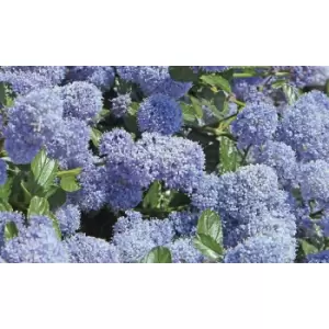 Image of Thompson & Morgan Thompson and Morgan Ceanothus Californian Lilac 9cm pot - 1 plant