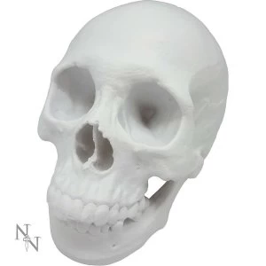 Image of Yorick Skull