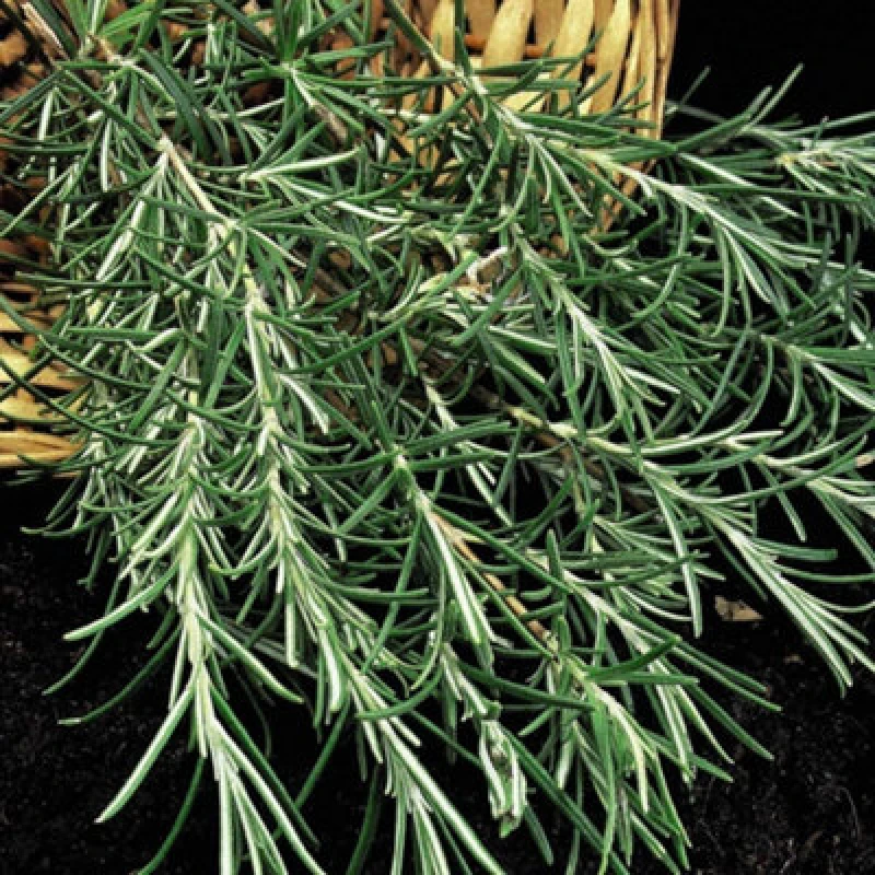 Image of Thompson & Morgan Herb Rosemary 1 Seed Packet (100 Seeds)