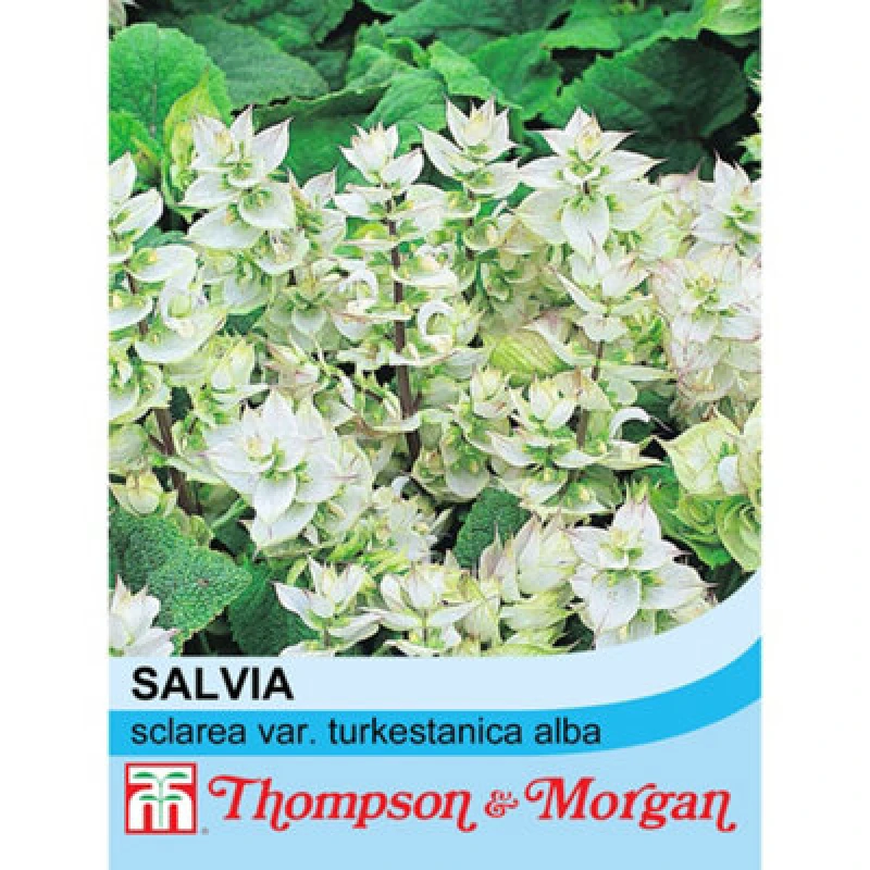 Image of Thompson & Morgan Salvia Sclarea Var. Turkestanica Alba 1 Packet (20 Seeds)