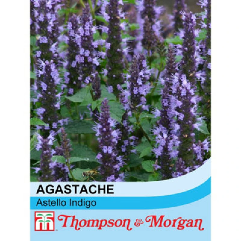 Image of Thompson & Morgan Agastache Hybrida Astello Indigo 1 Seed Packet (15 Seeds)
