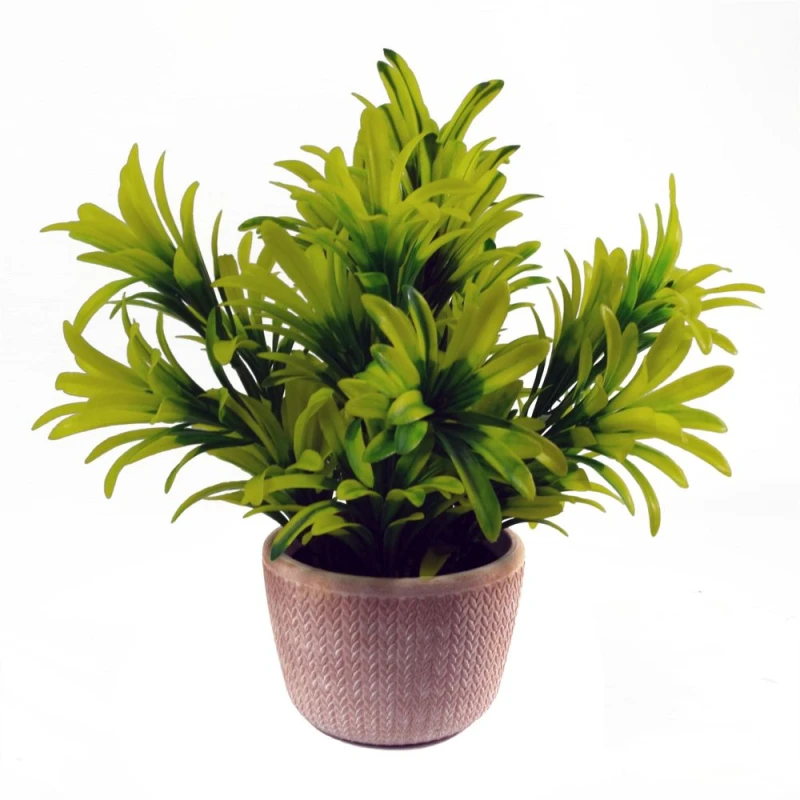 Image of Leaf 22cm Honey Plant Light Green in Terracotta Pot Yellow unisex