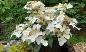 Image of Hydrangea Cloud Nine Plant, One, Green