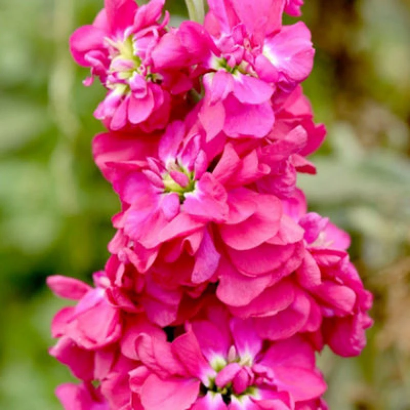 Image of Column Stock American Beauty Fragrant Deep Reddish Pink Double Blooms 1 Packet X 75 Seeds By Thompson & Morgan