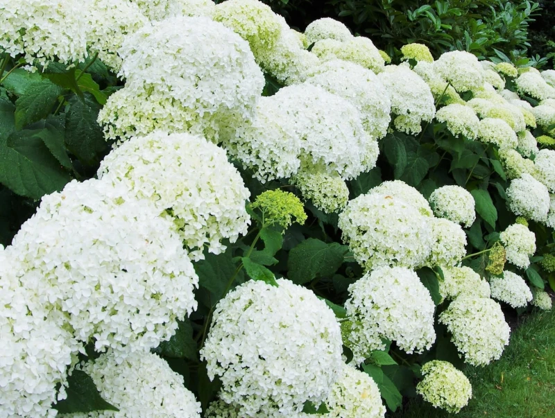 Image of Direct Plants Hydrangea Annabelle Shrub Large Multi Branch Plants Pack of 5 in 3 Litre Pots in Green Green Unisex