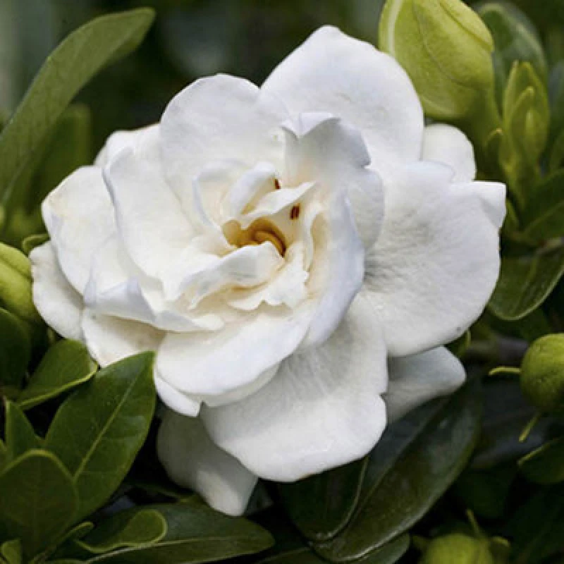 Image of YouGarden Gardenia jasminoides 'Crown Jewel' 9cm Trees and Shrubs 9cm Pot White 84312301000