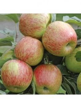 Image of Apple 'Braeburn' 5L Potted Tree