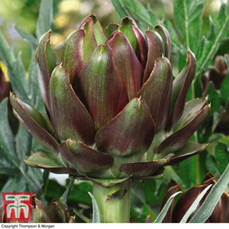 Image of Thompson & Morgan Artichoke Italian Purple 1 Seed Packet (25 Seeds)