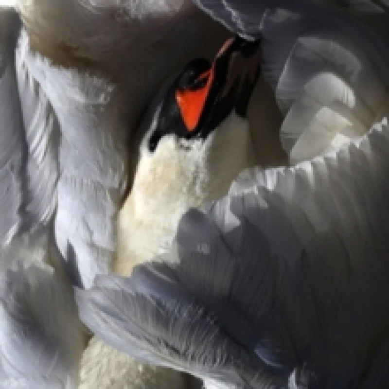 Image of Even the Chimera Vinyl