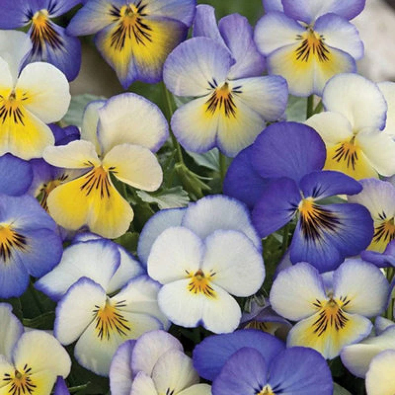 Image of Thompson & Morgan Viola Cool Summer Breeze - Takii Mixed 1 Packet (50 Seeds)