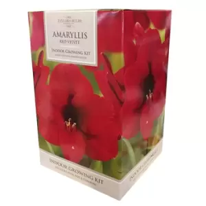 Image of You Garden YouGarden Red Amaryllis Large Gift Pack