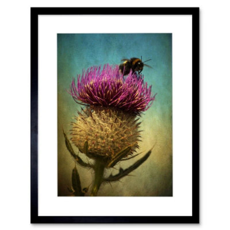 Image of Artery8 Photo Bumble Bee Thistle Flower Scotland 12X16" Framed Wall Art Print