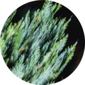 Image of Ofog EP by Tilliander Vinyl Album