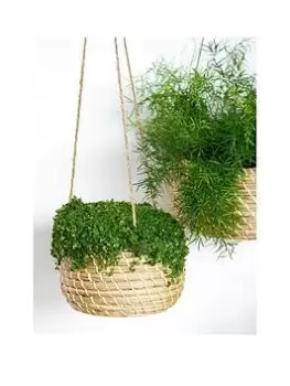 Image of Ivyline Set Of 2 Hanging Seagrass Planters