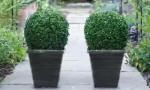 Image of Buxus Sempervivum Ball Plants, One Plant, One Biscotti Pot
