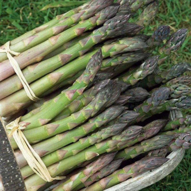 Image of Thompson & Morgan Asparagus Mary Washington 1 Seed Packet (40 Seeds)