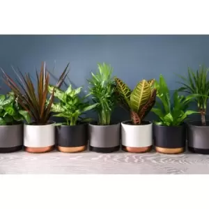 Image of Thompson & Morgan Thompson and Morgan Scandi Houseplant Mixed 12cm Pot x 3