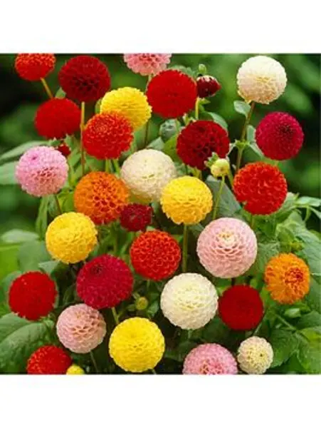 Image of YouGarden Dahlia Pom Pom Mixed 5 tubers - Size 5 tubers