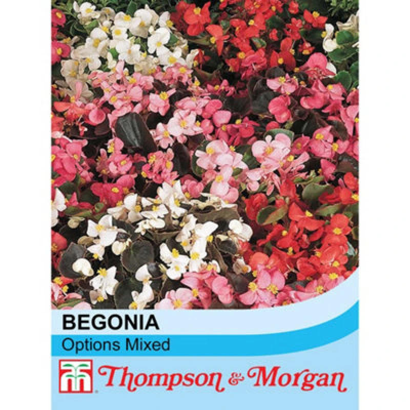 Image of Thompson & Morgan Begonia Semperflorens Options Mixed 1 Seed Packet (750 Seeds)