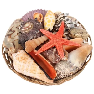 Image of 4" Shell Basket