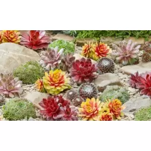 Image of Thompson & Morgan Thompson and Morgan Sempervivum Mixed 5.5cm Pot Pot x 5