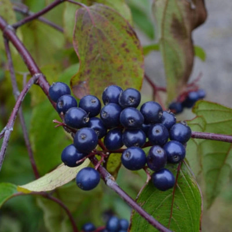Image of Thompson & Morgan Cornus Amomum Blue Cloud 9Cm Potted Plant X 2
