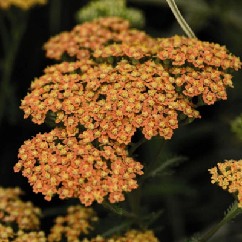 Image of Thompson & Morgan Achillea Millefolium Terracotta 3 Litre Potted Plant X 1