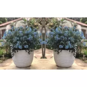 Image of Thompson & Morgan Thompson and Morgan Corydalis flexuosa 'Porcelain Blue' x 6 Jumbo Plug