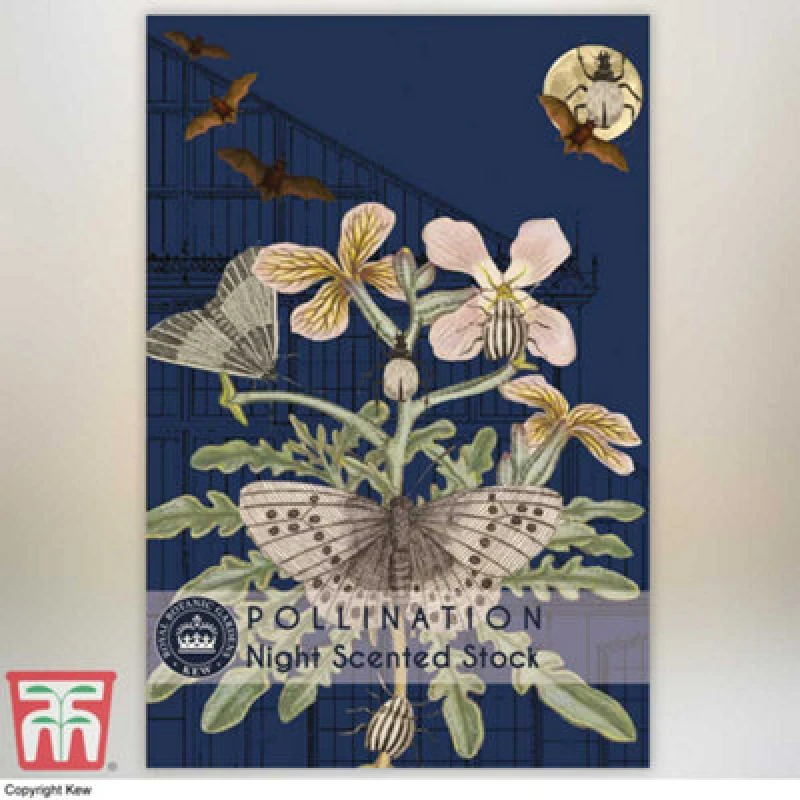 Image of Thompson & Morgan Night Scented Stock Promo New Kew Range 1 Seed Packet (1,100 Seeds)