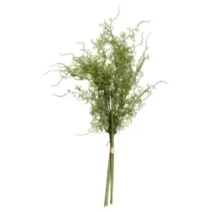 Image of Asparagus Fern Bunch